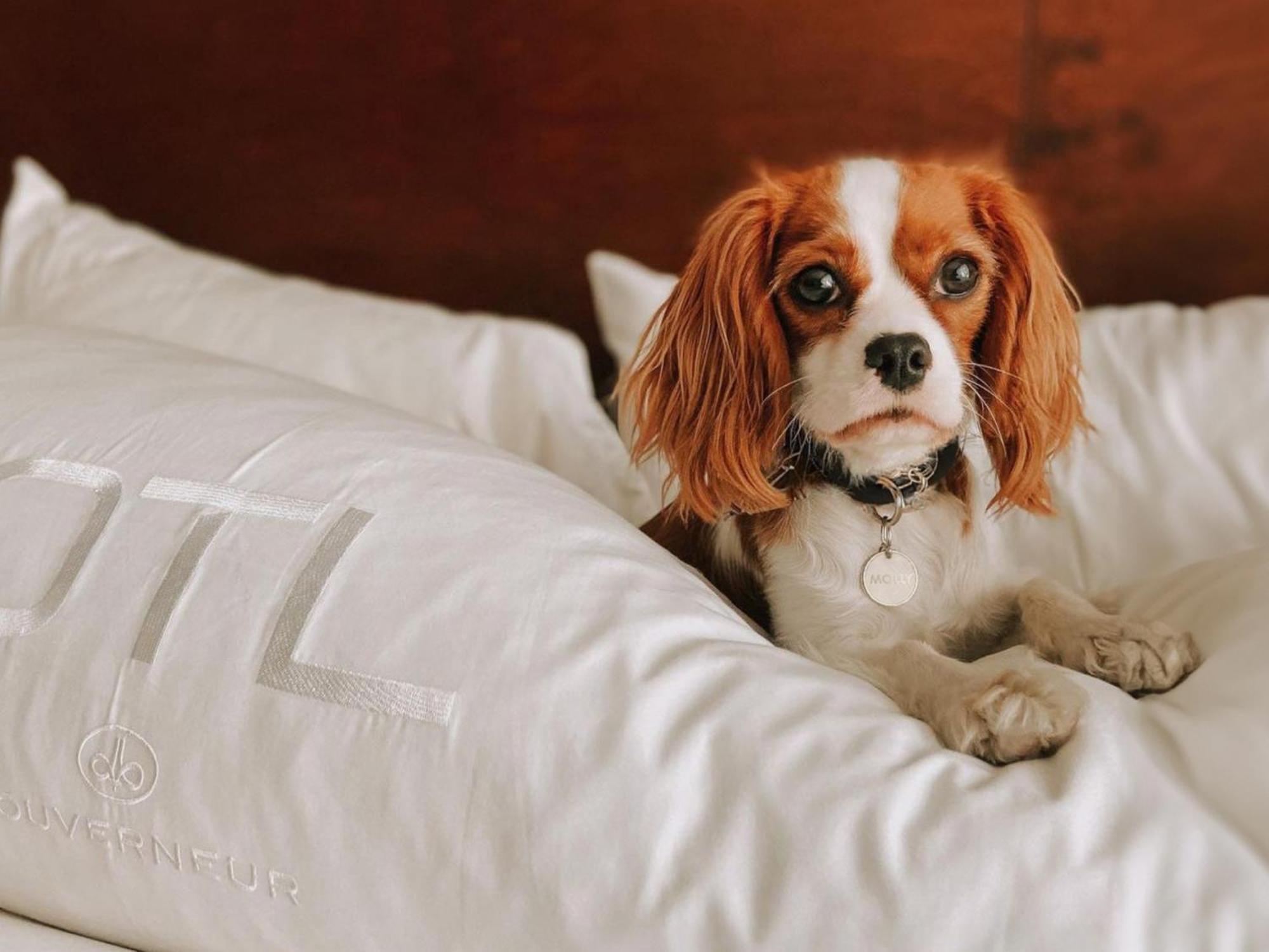 Otl Gouverneur Sherbrooke Kültér fotó A dog on a bed